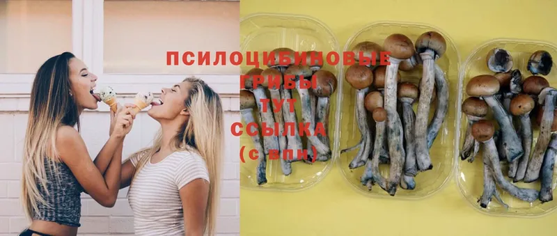 Галлюциногенные грибы Cubensis  Тосно 